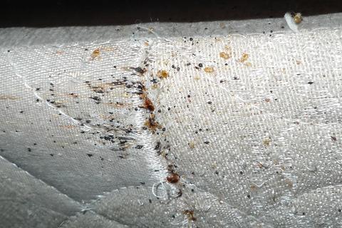 Bed bugs in a mattress