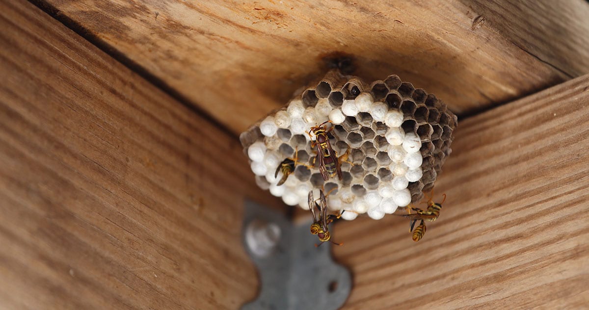 Wasp Nest Removal