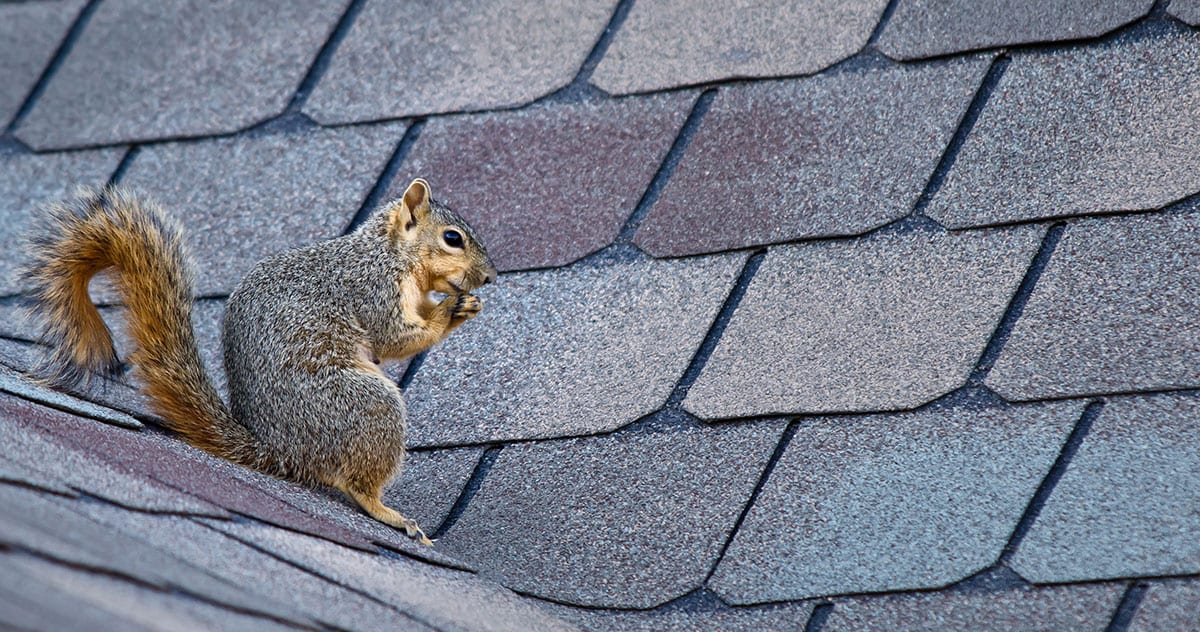 How Pests Can Damage Your Home