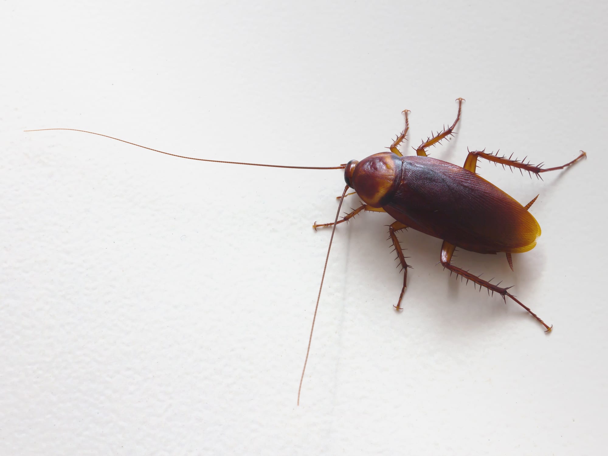 How to Get Rid of Cockroaches