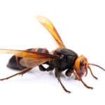 Myths about Murder Hornets