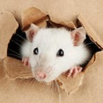 Rodent Exterminator Bellingham