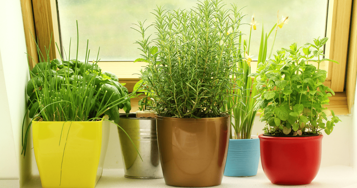 Plants That Keep Spiders Away