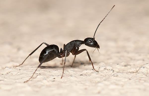 Image link