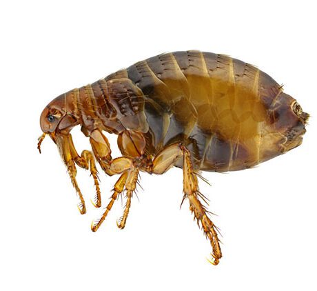 a small brown translucent flea with hairy legs