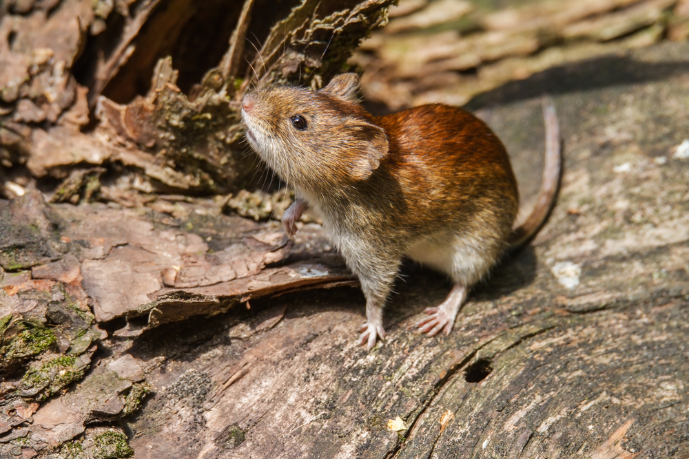 Can Mice Make You Sick?