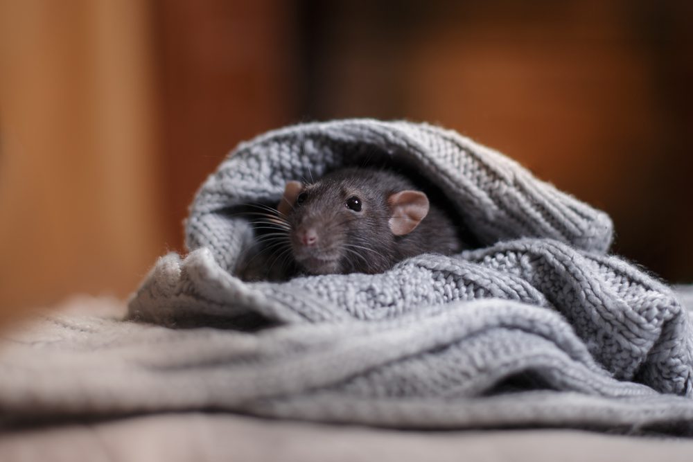 Do I Need Pest Control in the Winter?