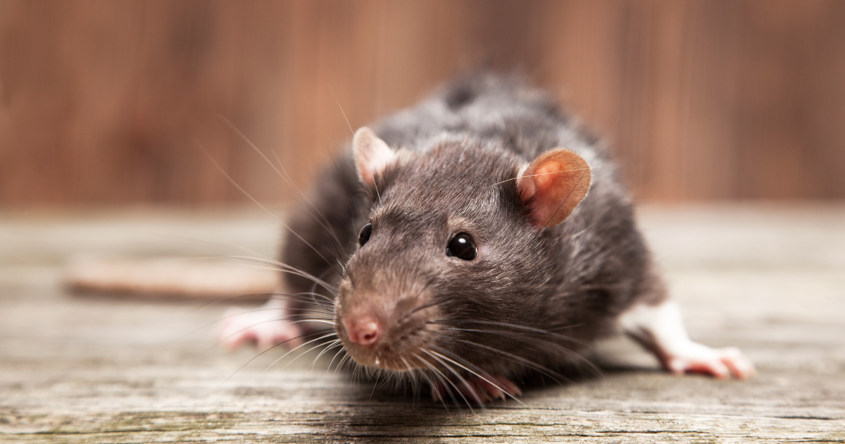 How to Keep Rats Out of My Attic