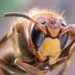 What's the Difference Between Yellow Jackets and Hornets?