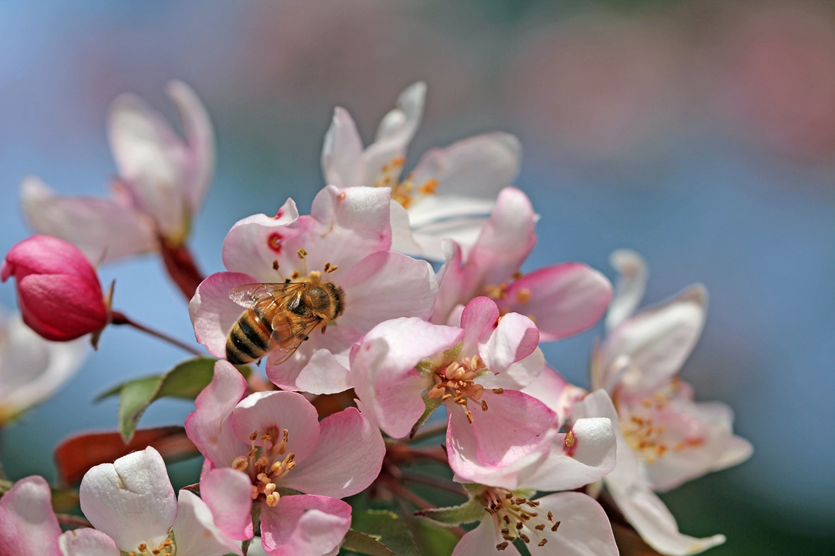 How to Tell the Difference Between Honeybees and Yellow Jackets