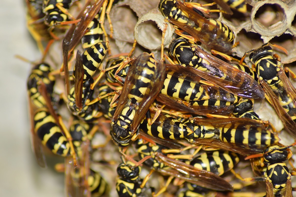 Most Common Types of Hornets in Washington