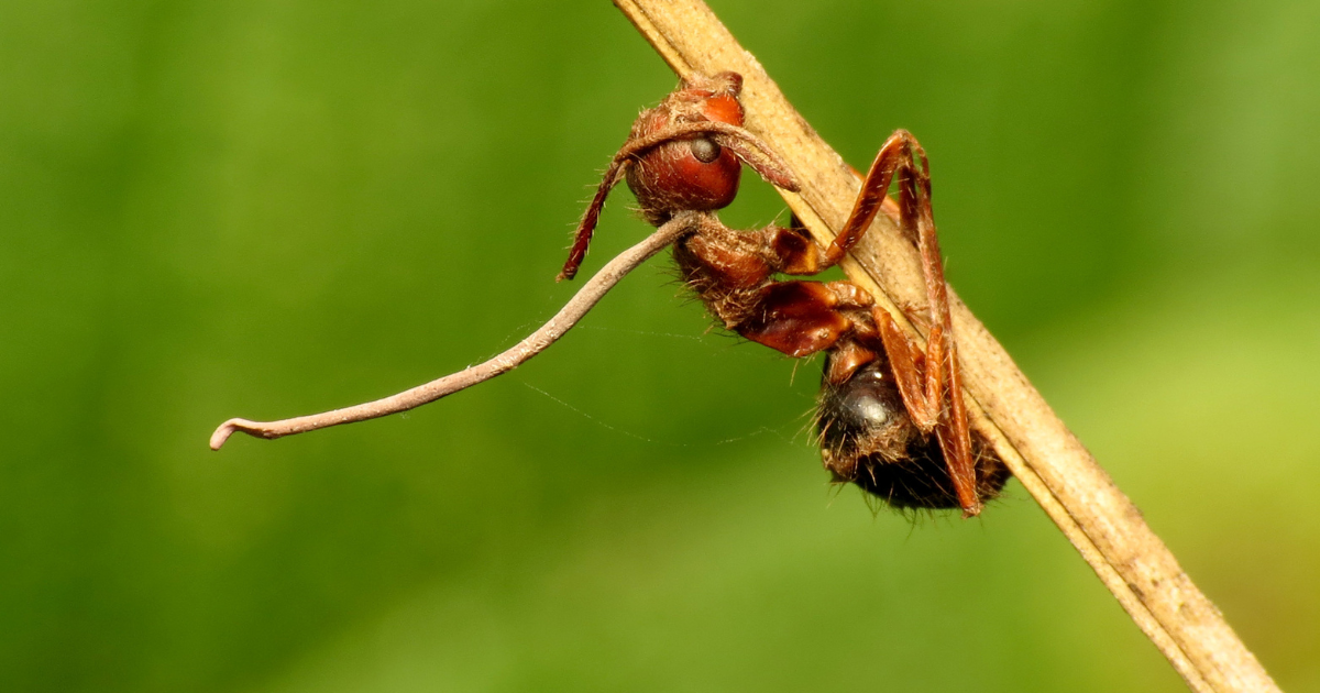What Are Zombie Ants?
