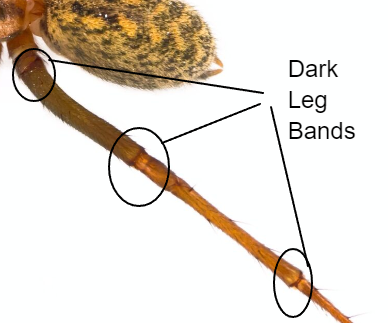 A Giant House Spider has dark bands of color separating its leg joints. 