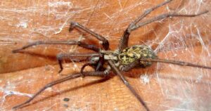 Hobo Spider - one of the Top 5 House Bugs to Look Out for in Western Washington