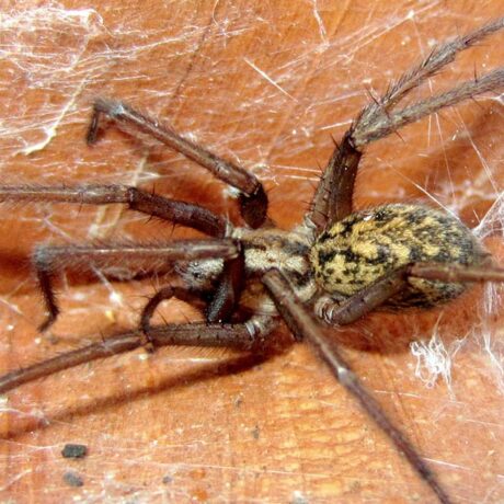 Hobo Spider - one of the Top 5 House Bugs to Look Out for in Western Washington