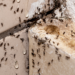 Top 5 House Bugs to Look Out for in Western Washington - ant infestation near hole and crack in wall