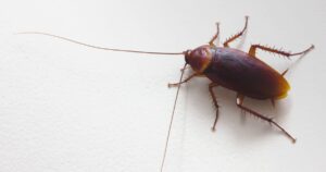 cockroach - one of the Top 5 House Bugs to Look Out for in Western Washington