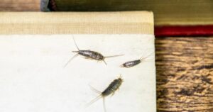 silverfish - one of the Top 5 House Bugs to Look Out for in Western Washington
