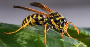 yellow jacket - one of the Top 5 House Bugs to Look Out for in Western Washington