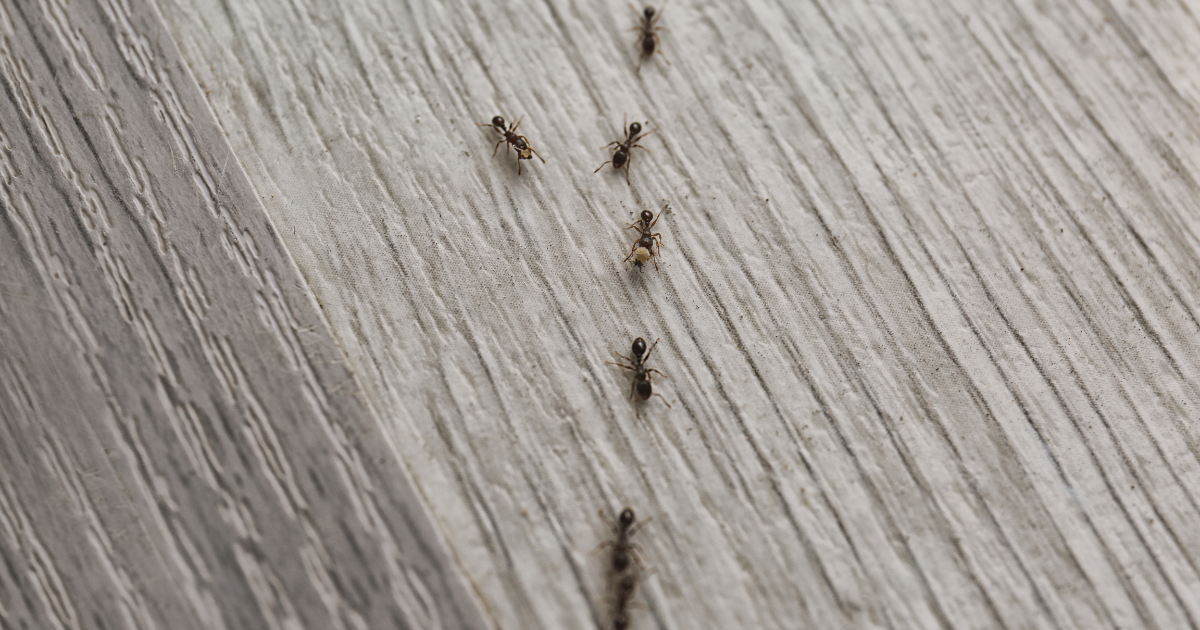 Why Do Ants Invade Homes?