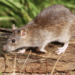 Pest Control for Mice Mount Vernon