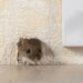 Pest Control for Mice Mount Vernon